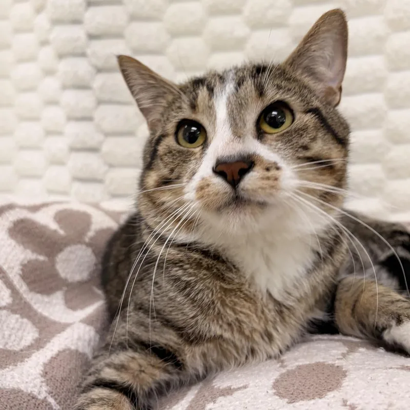 Potatoes thumbnail 3