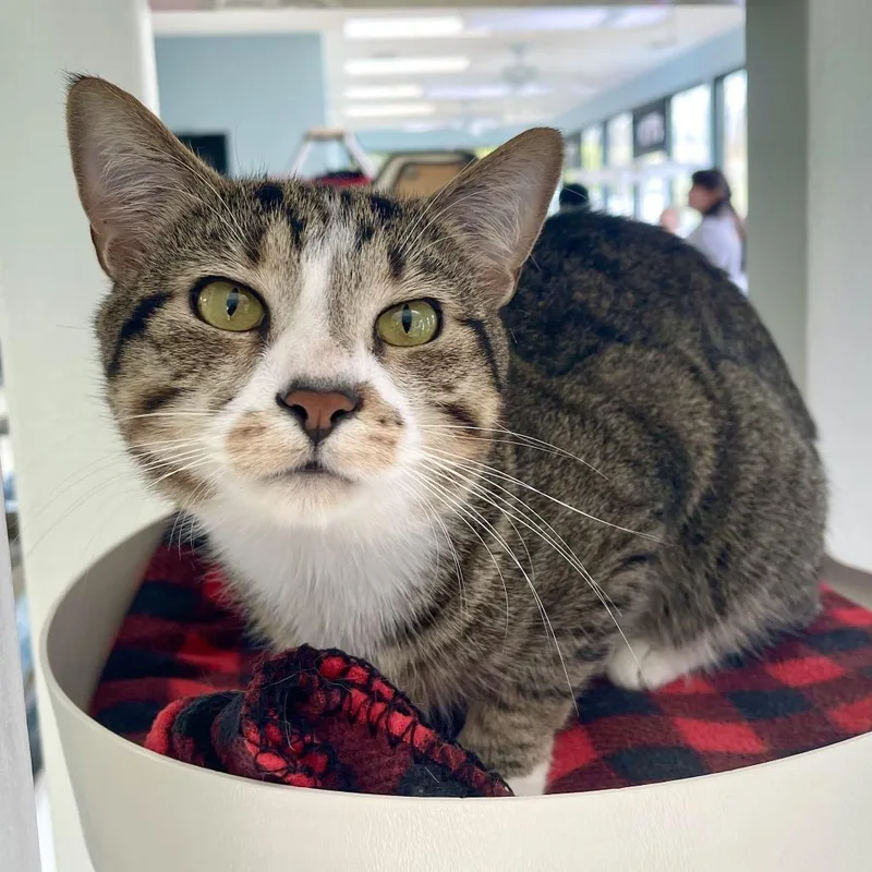 Potatoes thumbnail 4