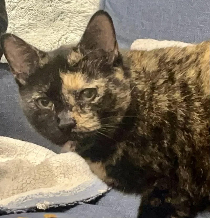 Cinnamon thumbnail 2