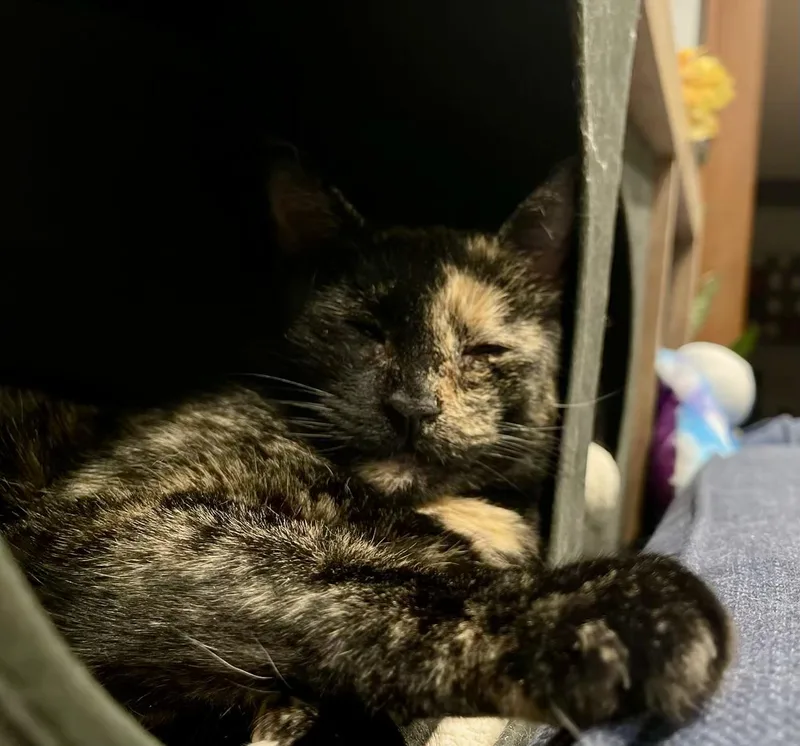 Cinnamon thumbnail 3