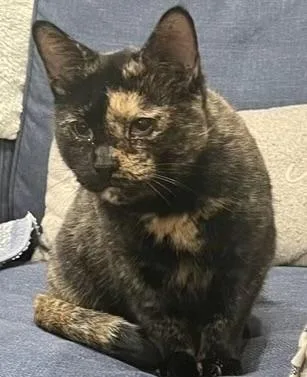 Cinnamon thumbnail 4