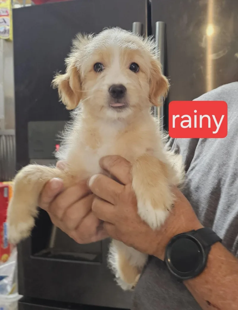 A baby medium-sized female Collie dog named Rainy for adoption in Fort Worth, TX