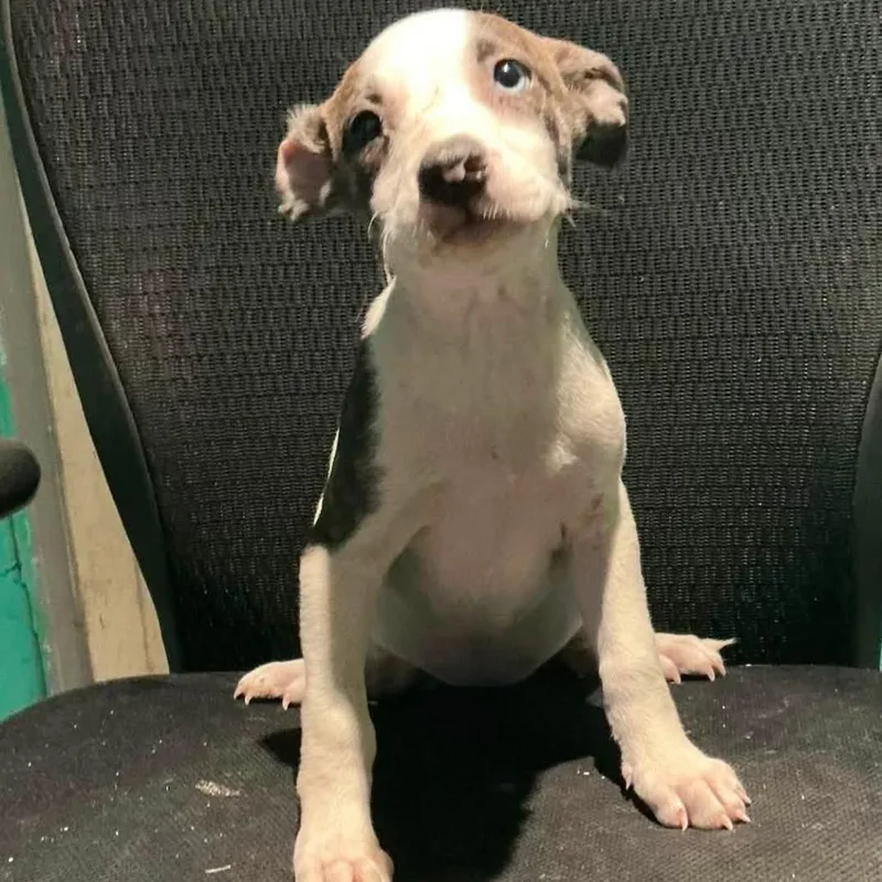 A baby medium-sized female Hound dog named Celeste for adoption in Minneapolis, MN