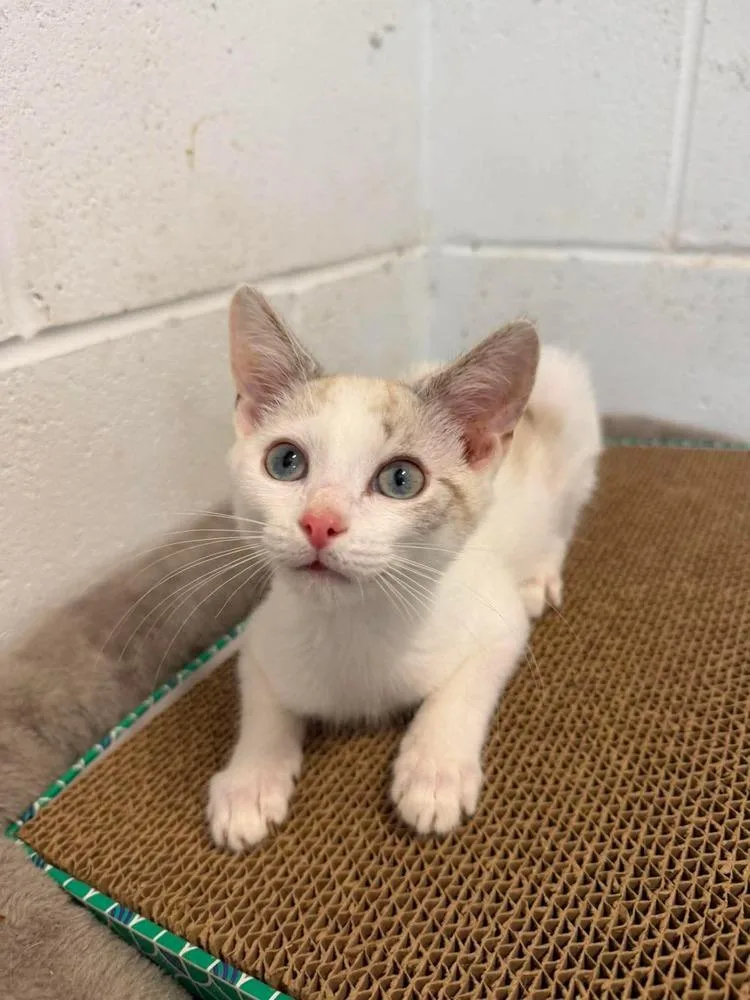 A baby medium-sized male Domestic Short Hair cat named Cloud for adoption in Emerald Isle, NC