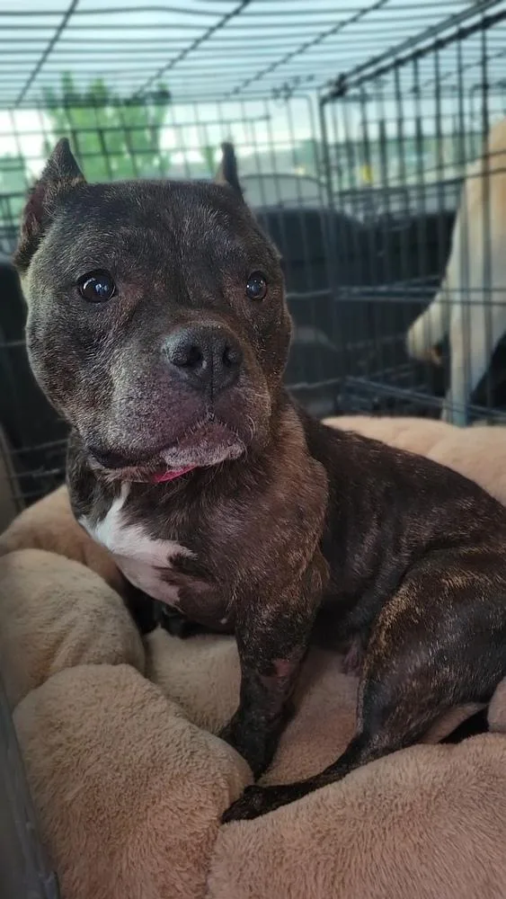 A senior small-sized female Brindle Pit Bull Terrier dog named Nellie for adoption in Cortez, CO