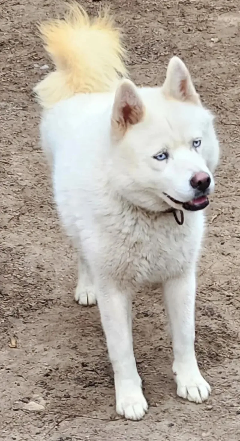 A young medium-sized female Siberian Husky dog named Anastasia for adoption in Lakeland, FL