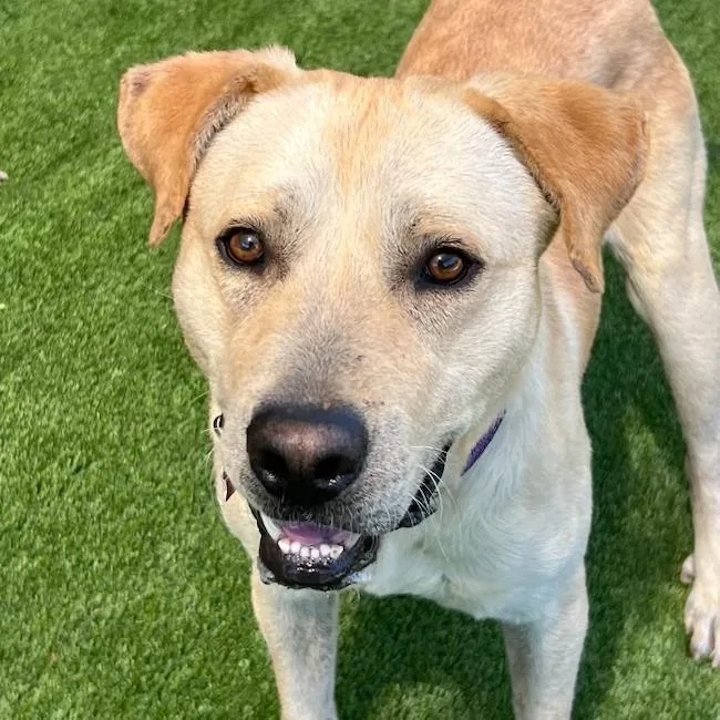An adult large-sized male Labrador Retriever dog named Carson for adoption in San Diego, CA