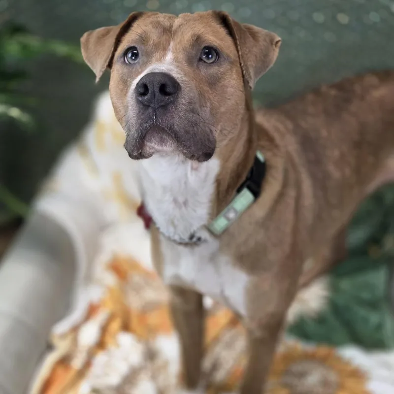 An adult medium-sized female Brown / Chocolate Pit Bull Terrier dog named Mariah for adoption in Belleville, IL