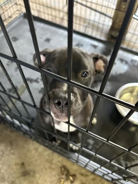 A baby medium-sized male Mixed Breed dog named Johnny Storm for adoption in Mobile, AL