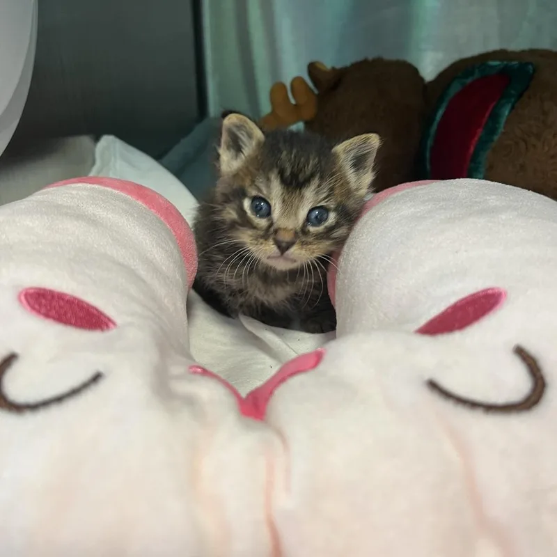 A baby small-sized male Domestic Short Hair cat named Xingese Prince for adoption in Los Angeles, CA