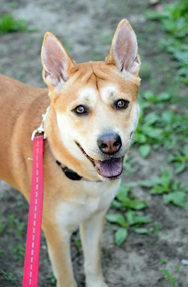 A young medium-sized female Shiba Inu dog named Isabellaizzy for adoption in Fort Leavenworth, KS