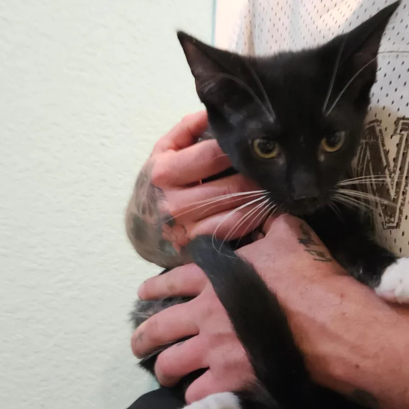 A baby small-sized male Black Domestic Short Hair cat named Noah for adoption in Elverta, CA