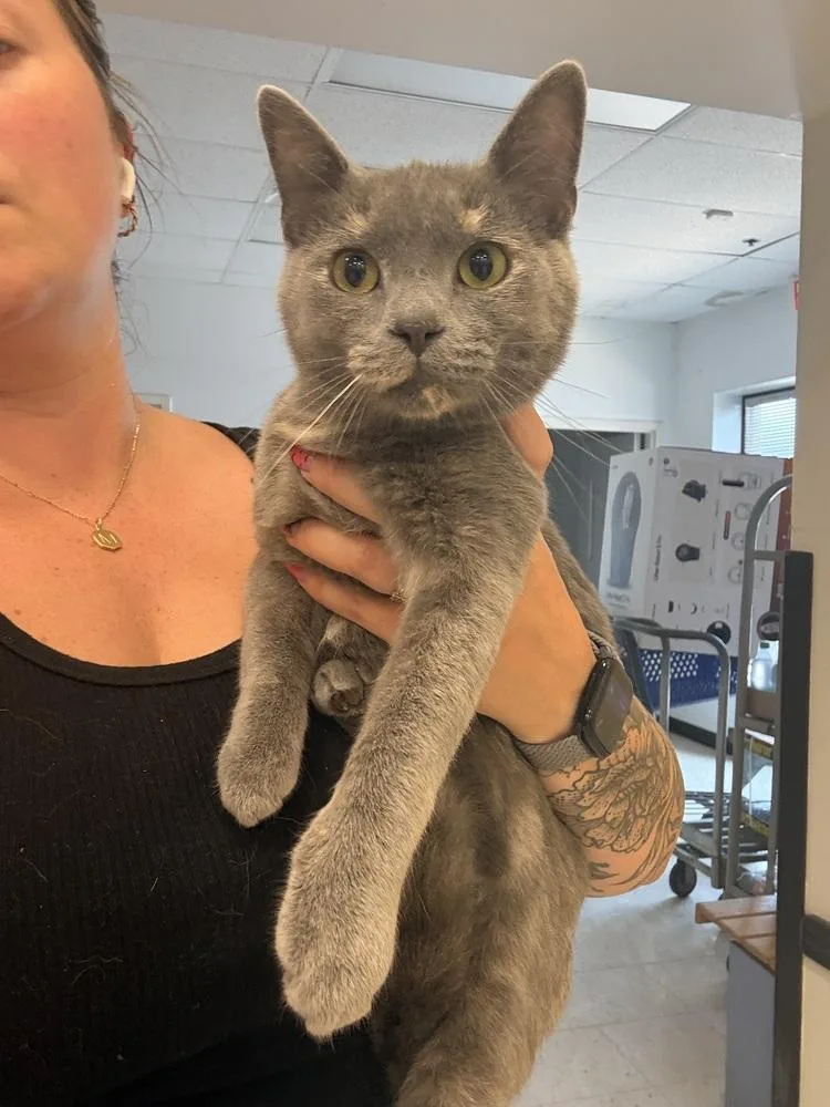 An adult medium-sized female Gray / Blue / Silver Domestic Short Hair cat named Snowball for adoption in Metamora, IL