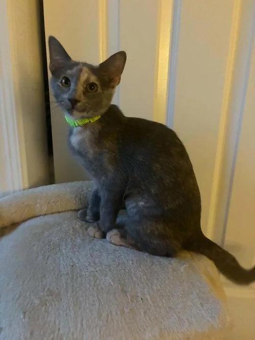 A baby medium-sized female Tortoiseshell cat named Ginger for adoption in Mount Royal, NJ