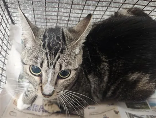 A young medium-sized female Domestic Short Hair cat named July for adoption in Los Angeles, CA