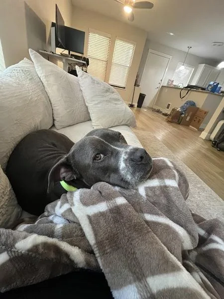 An adult medium-sized male Pit Bull Terrier dog named Eeyore for adoption in Troutdale, OR