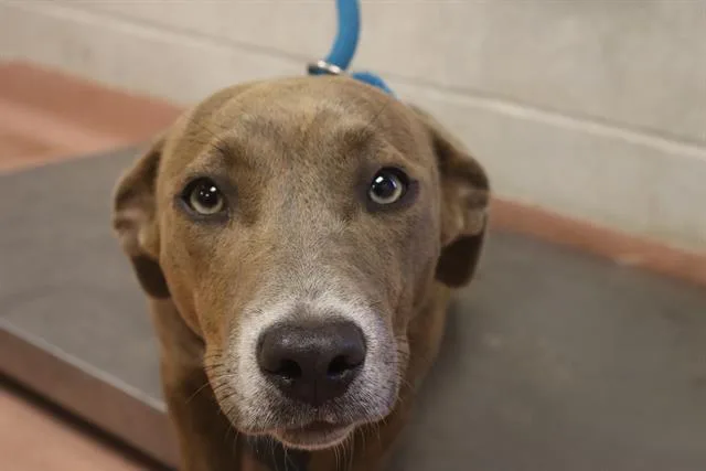 A young small-sized female Mixed Breed dog named Dayla for adoption in Columbia, SC