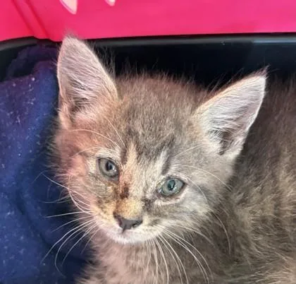A baby medium-sized female Domestic Short Hair cat named Steph for adoption in West Memphis, AR
