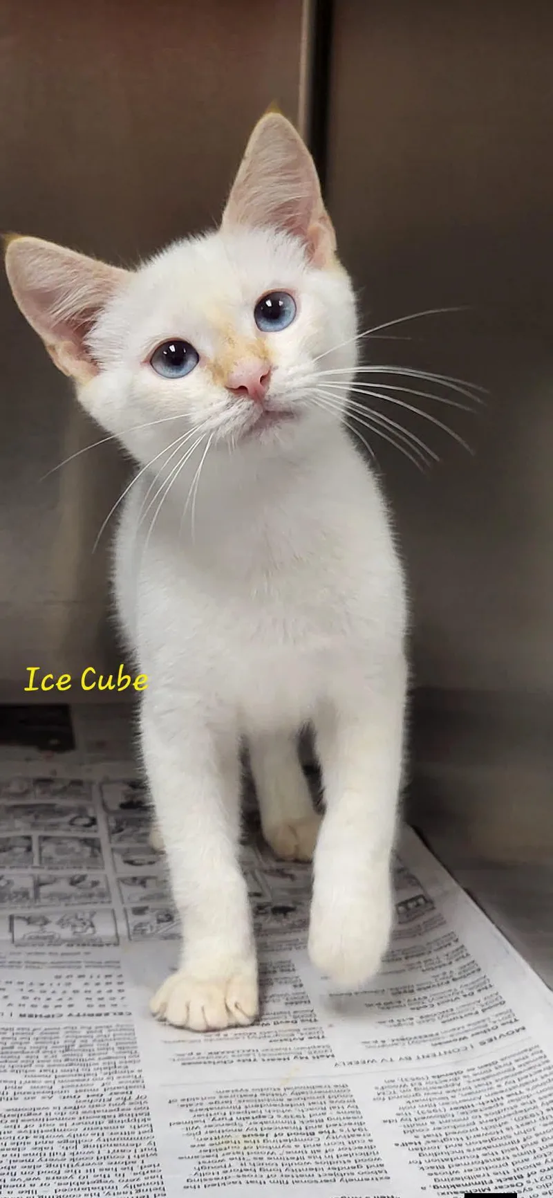 A young medium-sized male Buff & White Domestic Short Hair cat named Ice Cube for adoption in Marion, MS