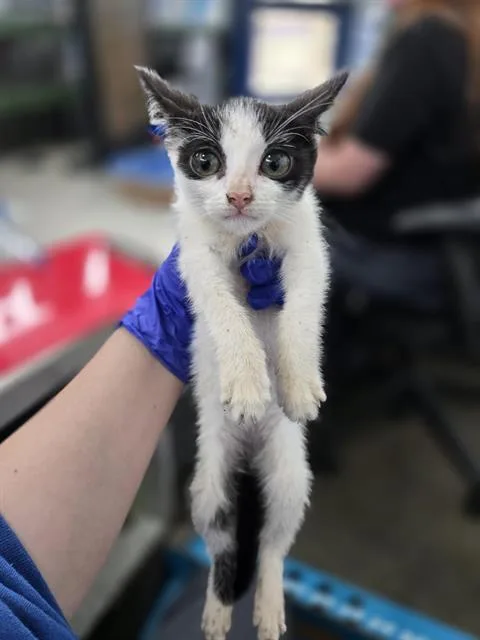 A baby medium-sized female Domestic Short Hair cat named Tina for adoption in Dallas, TX