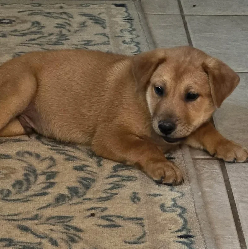 A baby medium-sized male Labrador Retriever dog named Mike for adoption in PLAINFIELD, CT