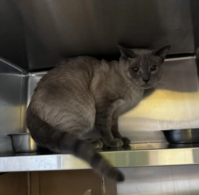 An adult small-sized male Siamese cat named Zoisite for adoption in Los Angeles, CA