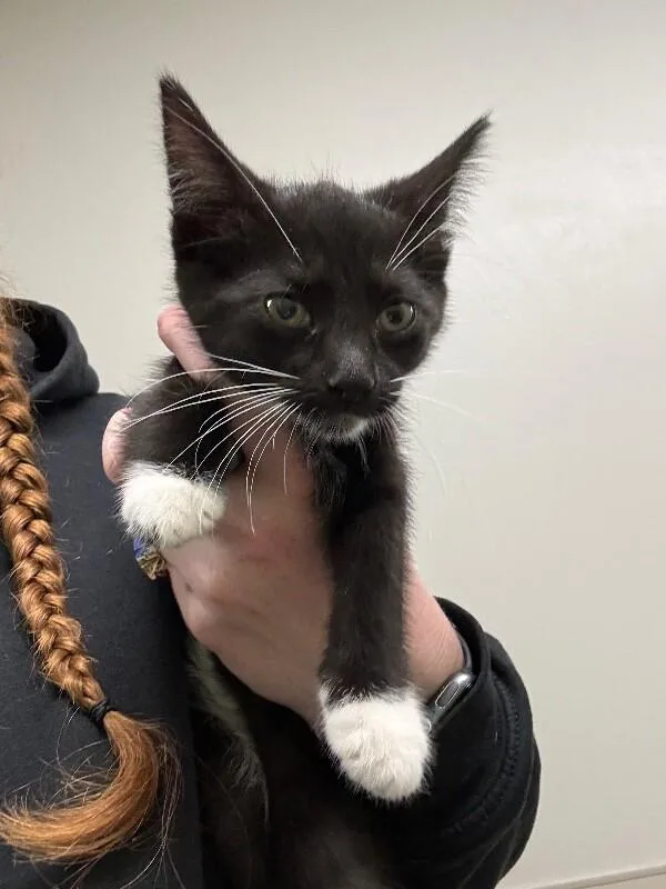 A young medium-sized female Black Domestic Short Hair cat named Gravel for adoption in Osseo, MI
