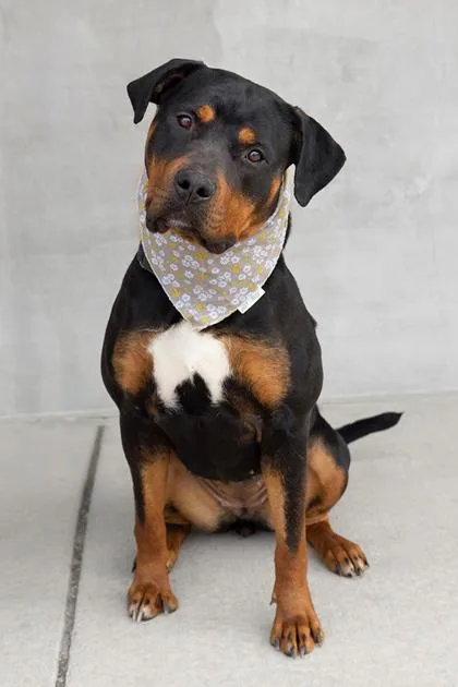 An adult large-sized female Mixed Breed dog named Kiarra for adoption in Longmont, CO