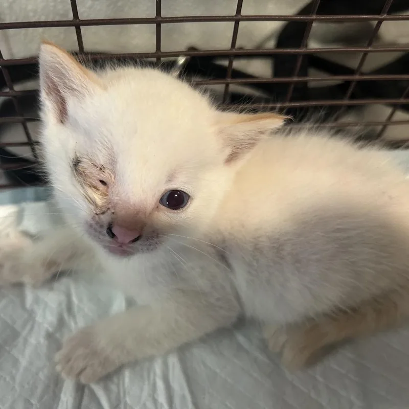 Milo