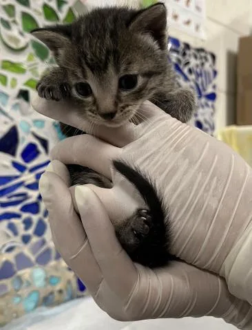 A baby small-sized female Domestic Short Hair cat named Sphinx for adoption in Pensacola, FL