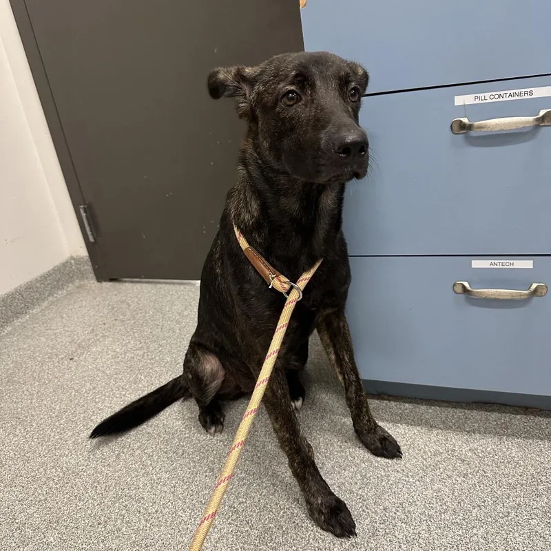 A young medium-sized female Mixed Breed dog named Navy for adoption in Hinsdale, IL