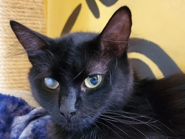 A senior medium-sized female Domestic Long Hair cat named Midnight for adoption in San Diego, CA