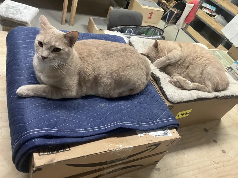 Onyx And Bianco thumbnail 2