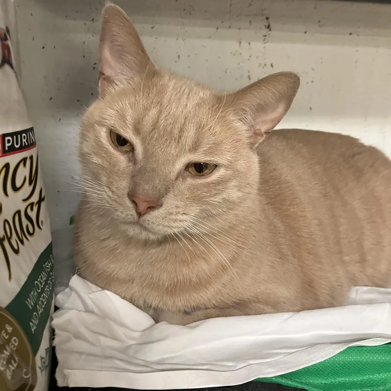 Onyx And Bianco thumbnail 3