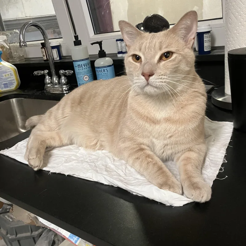 Onyx And Bianco thumbnail 4