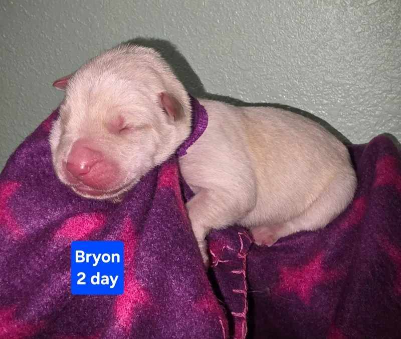 Byron