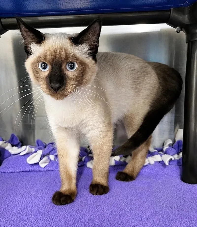 A baby medium-sized male Siamese cat named Dash for adoption in Nevada, IA