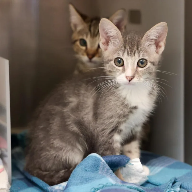 A baby small-sized female Gray / Blue / Silver Domestic Short Hair cat named Gillian for adoption in Santa Barbara, CA