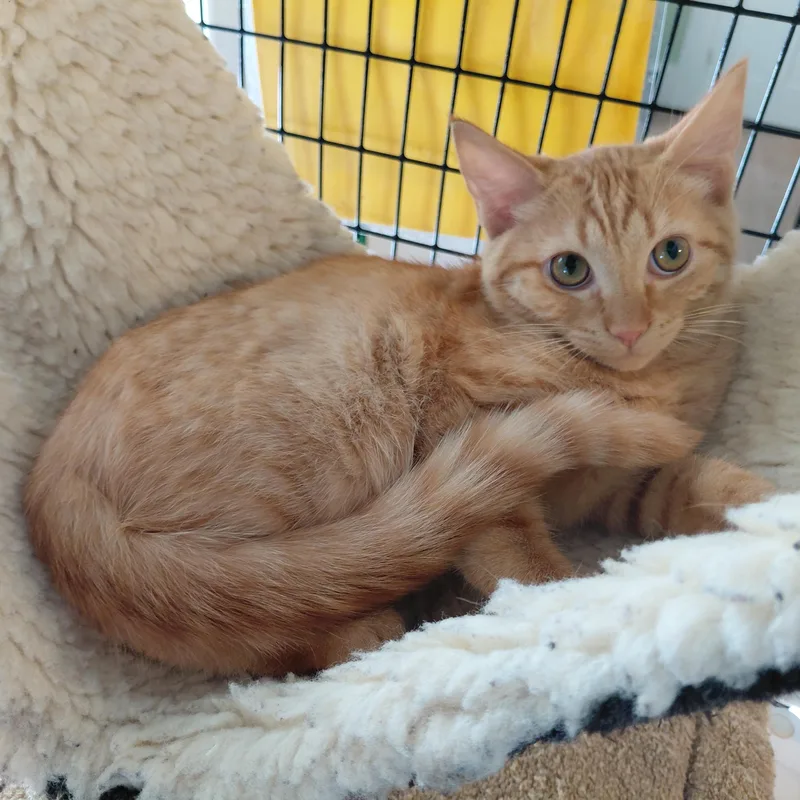 A baby medium-sized male Tabby (Orange / Red) Domestic Short Hair cat named Irving for adoption in Littleton, NH