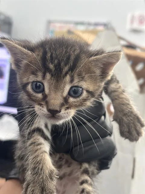 A baby medium-sized male Domestic Short Hair cat named Zelda for adoption in Dallas, TX