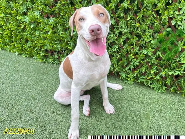 A young large-sized female Mixed Breed dog named Pumpkin Spice for adoption in West Palm Beach, FL