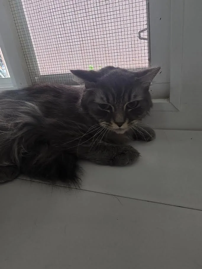 A young large-sized female Domestic Long Hair cat named Pearly Lynn for adoption in Glenfield, NY