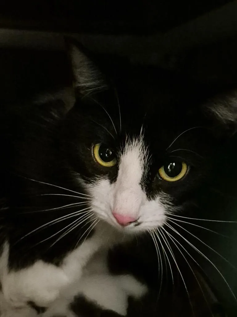 A young medium-sized female Domestic Short Hair cat named Gidget for adoption in Cincinnati, OH