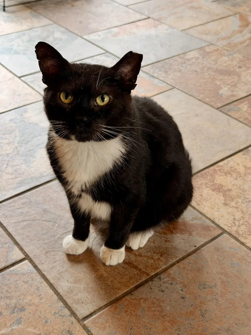 An adult small-sized male Tuxedo cat named Chaos for adoption in Capshaw, AL