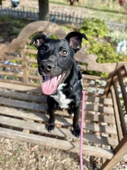 A young medium-sized male Mixed Breed dog named Batty for adoption in Roseburg, OR