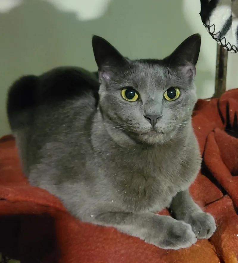 Meredith Grey thumbnail 2