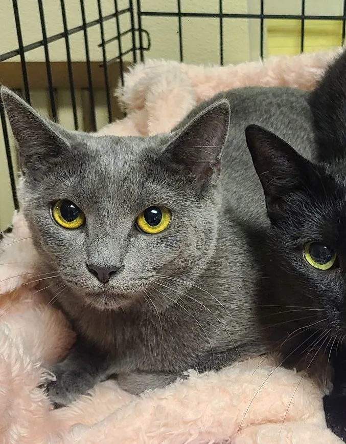 Meredith Grey thumbnail 3