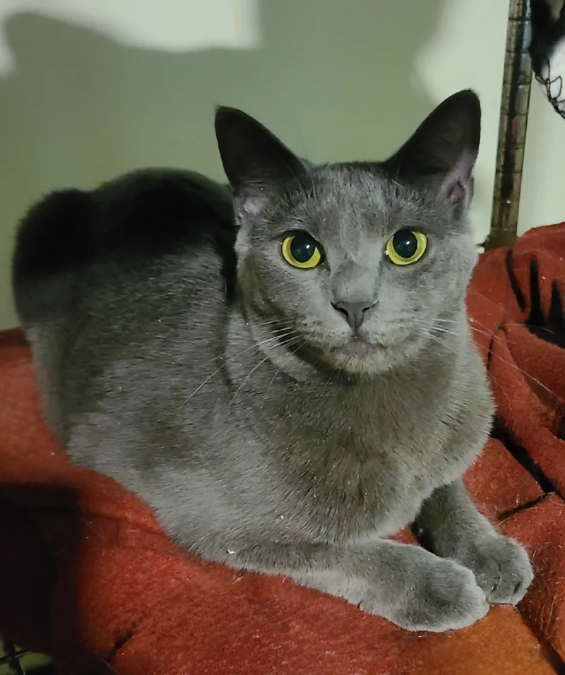 Meredith Grey thumbnail 4