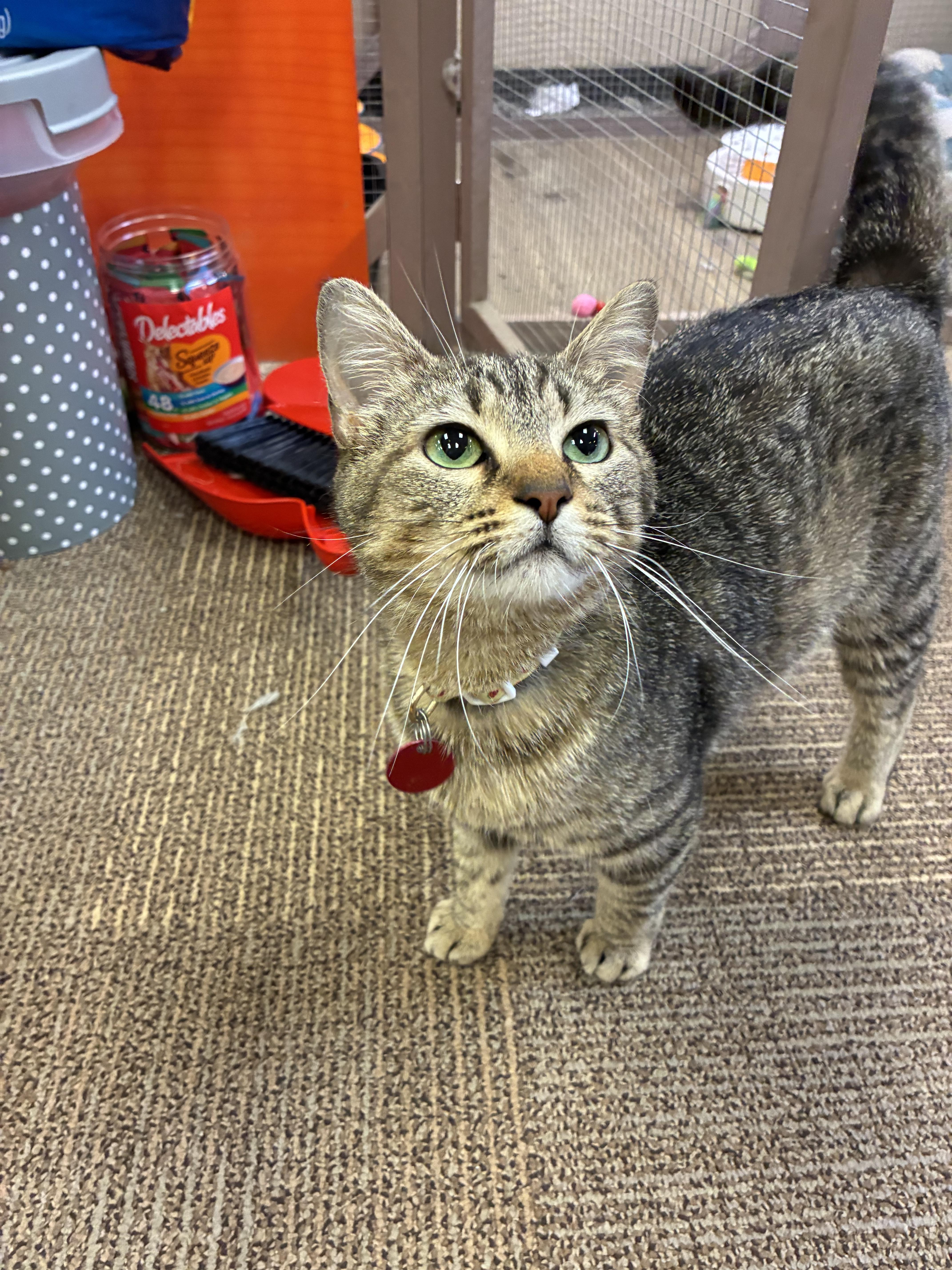 A young small-sized female Tabby (Brown / Chocolate) Domestic Short Hair cat named Queen Puurl for adoption in Saint Louis, MO
