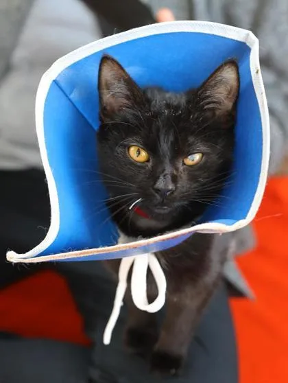 A young small-sized female Domestic Short Hair cat named Suki for adoption in Westland, MI